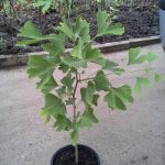 Ginko Biloba