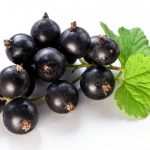 Coacaz negru (soi Fertodi)