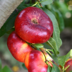 Liana (soi cu fructul plat)