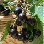 Amar de Maxut (cirese negre)