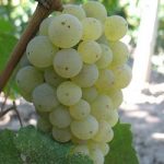 Soiuri de vin - Feteasca regala