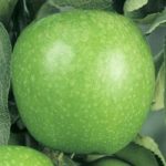 Granny Smith