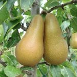 Untoasa Hardy (popular Pere Jambon sau Jamboane)