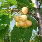 Amar Imperial - (alb amar)