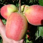 Kandil Sinap  (sinonim cu SINAPKA in Rep Mold si Rusia )