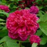 Sachsengruss (trandafir de dulceata)