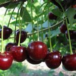 Schattenmorelle(Morela Neagra