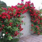 Simpathy (rosu urcator)