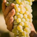 Soiuri de vin – Tamioasa romaneasca