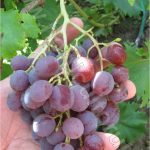 Soi de masa - Cardinal