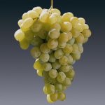 Soi de masa - Afuz ali