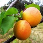 Cea mai buna de Ungaria (C.M.B)