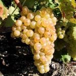 Soi mixt - Ceasla dore