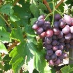 Soi mixt - Coarna neagra