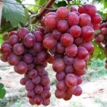 Crimsson soi roz fara sambure(apirien)