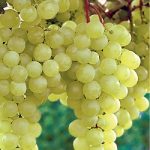 Soiuri de masa  (extratimpuriu) - Perla de Csaba