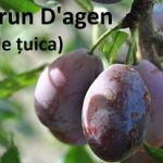D'agen - tuica