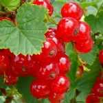 Coacaz rosu (soi jonkheer)