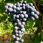 Soiuri de vin – Feteasca neagra