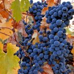 Fleură (popular Căpşunică )