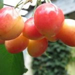 Amar de Galata (Amar bicolor)