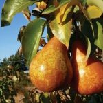 Kaiser (Untoasa de bosc)