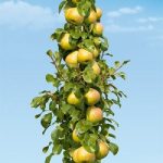 Par Columnar (par pitic)