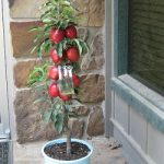 Mar columnar (mar pitic)