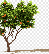 Pomi Fructiferi
