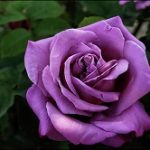 Trandafir Sisi (MOV)