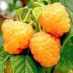 Zmeur Galben (golden Queen)