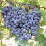 Soiuri de masa - Muscat de Hamburg