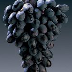 Soiuri de masa - Moldova