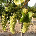 Soiuri de vin alb- Muscat Ottonel