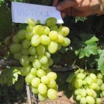 Soiuri de masa - Victoria