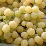 Soi de masa - Sultanina. Apirien (fara samburi)