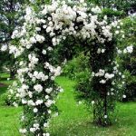 Ilse Kron - Urcator Alb