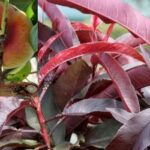 Piersic plat cu frunza rosie