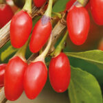 Goji (Goji Big Berry)