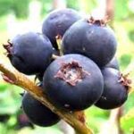 Afin canadian -  Saskatoon (soi Smokey)