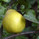 Par Lămâi  sau  (Lămița)