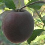 Cais Negru ( Black Prince)